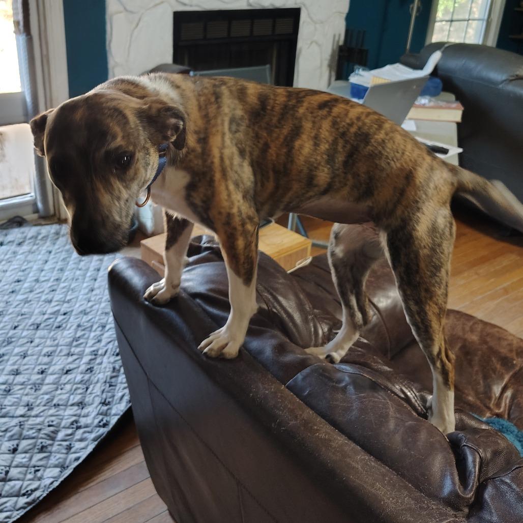 Enlarge Squirrel, an adopted mixed breed in Wilmington, NC image 6/6