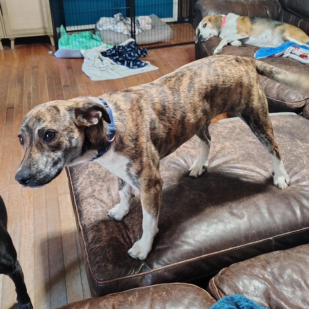 Enlarge Squirrel, an adopted mixed breed in Wilmington, NC image 3/6