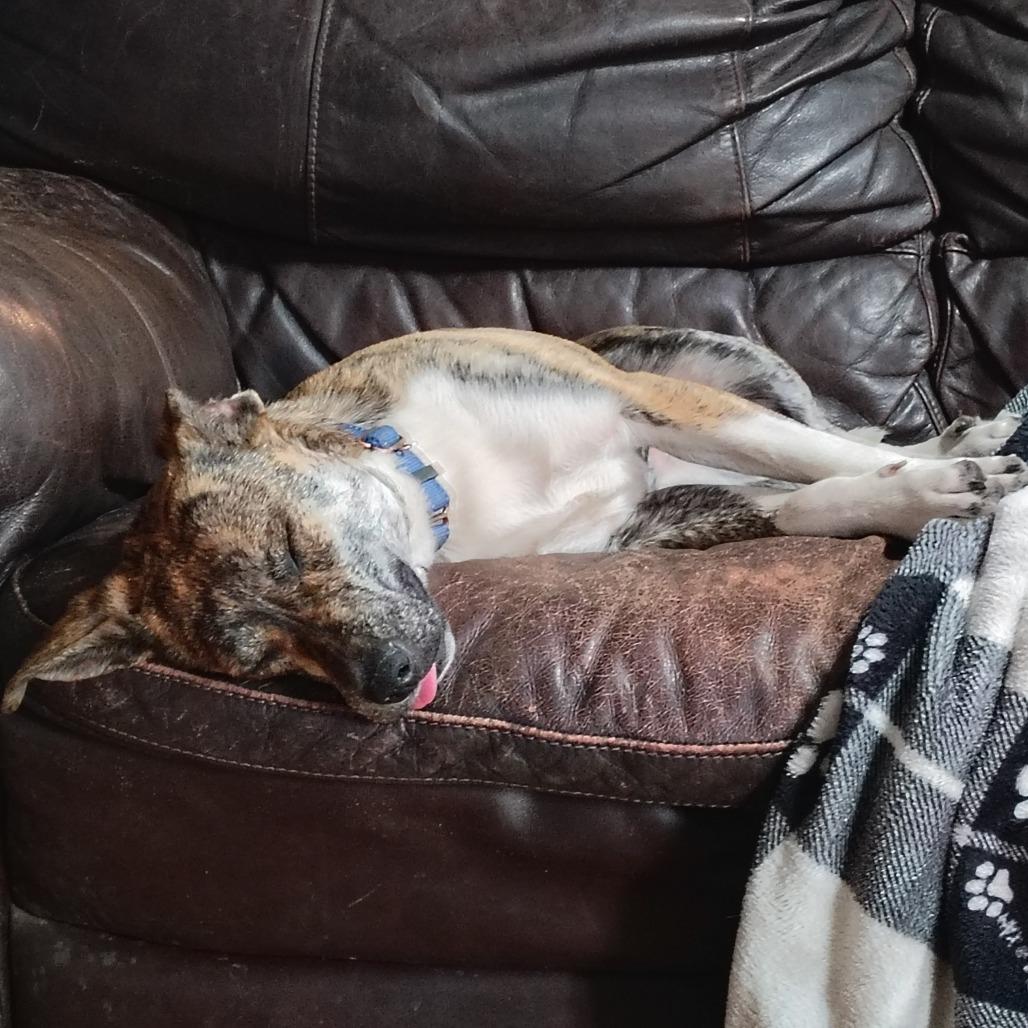 Enlarge Squirrel, an adopted mixed breed in Wilmington, NC image 2/6