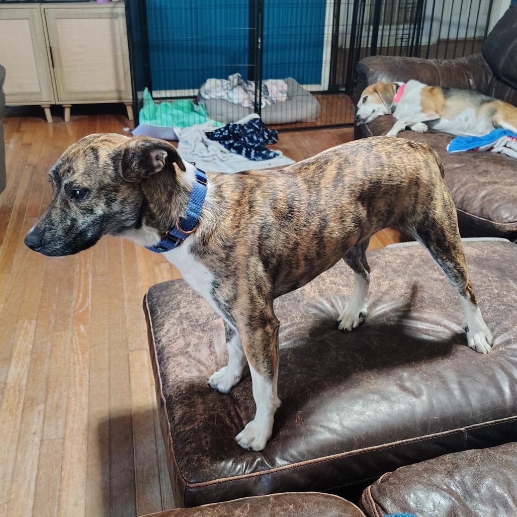 Enlarge Squirrel, an adopted mixed breed in Wilmington, NC image 5/6