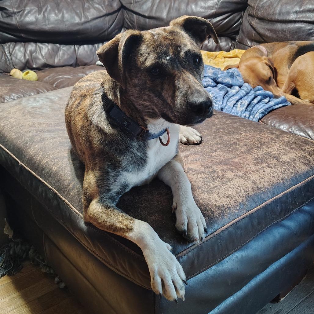 Squirrel, adopted, Young Female Australian Cattle Dog / Blue Heeler & Terrier.