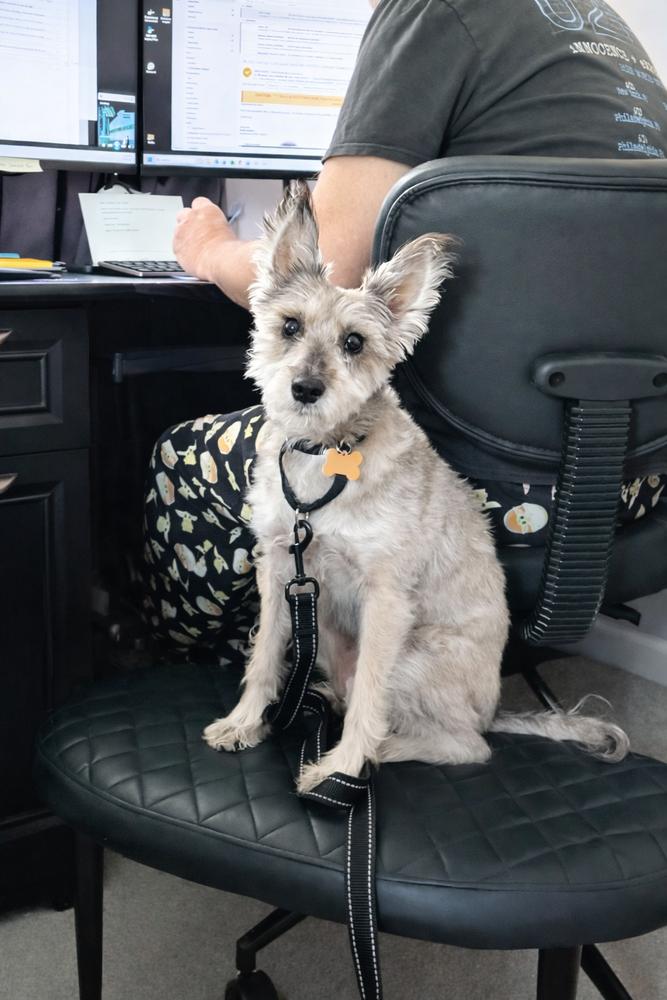 Enlarge Pink Lemonade, a Adoptable Schnauzer in Philadelphia, PA image 1/2