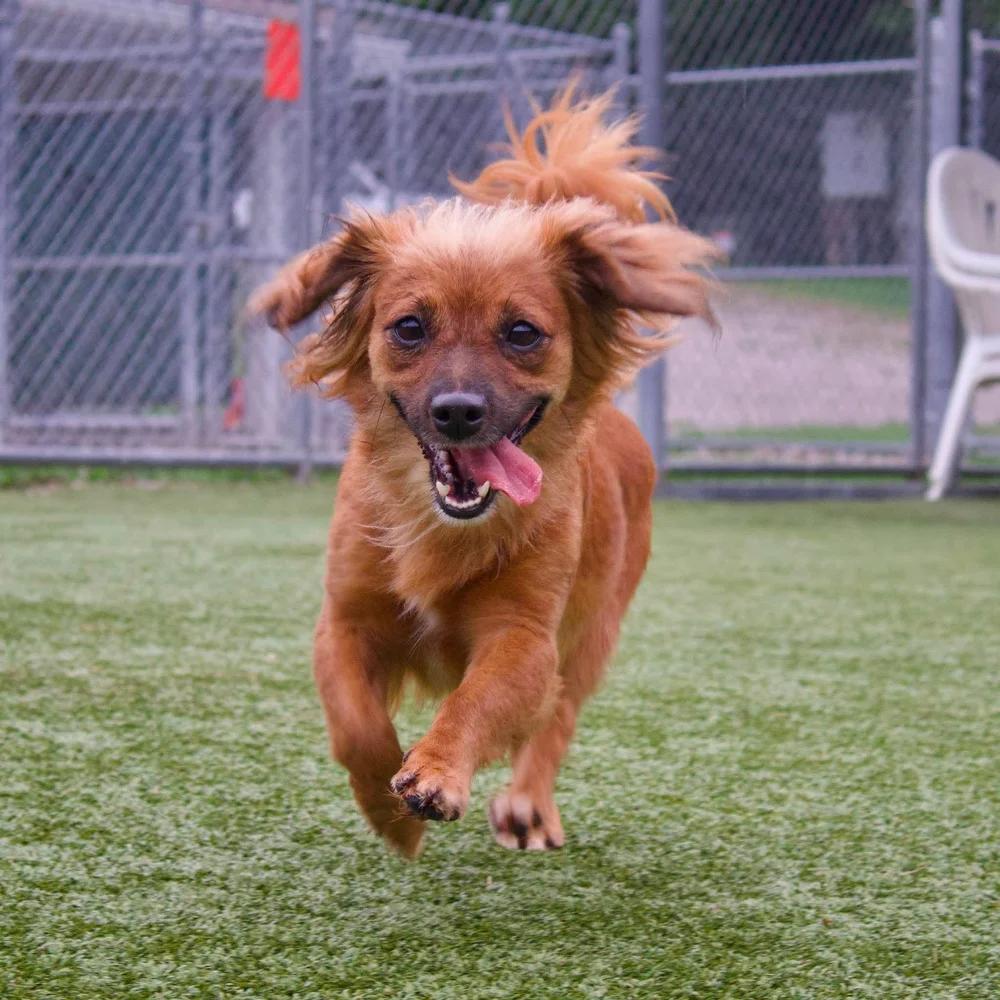 Enlarge Molly & Della, a Adoptable mixed breed in Godfrey, IL image 5/6