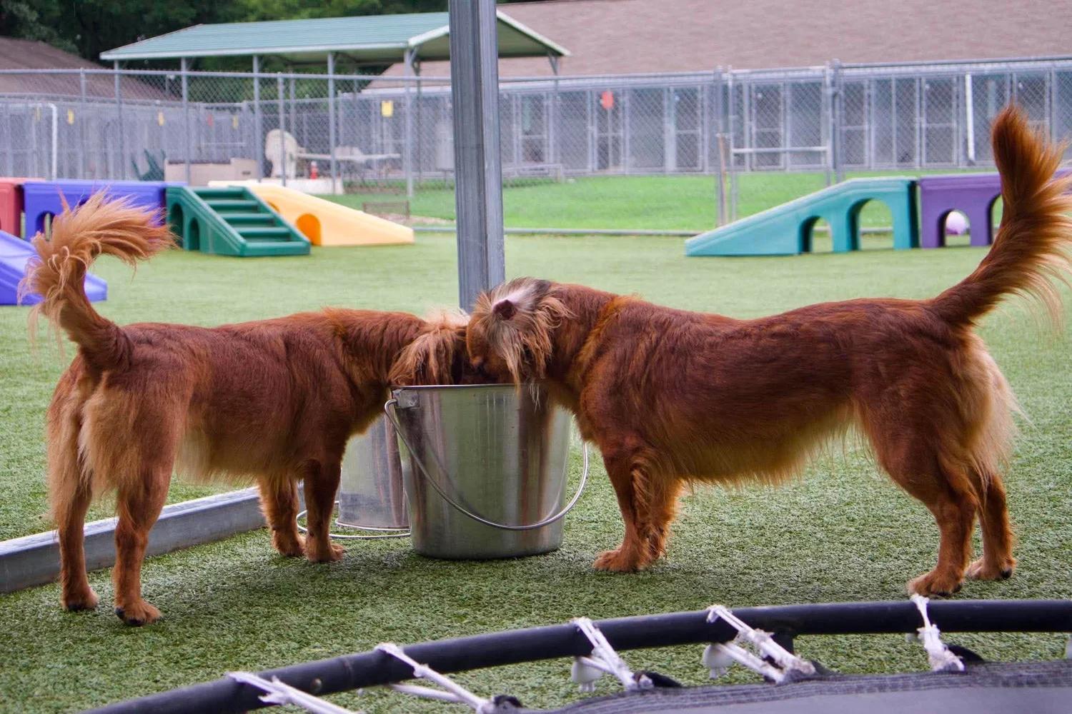 Enlarge Molly & Della, a Adoptable mixed breed in Godfrey, IL image 2/6