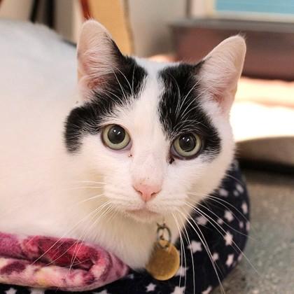 Enlarge Sugar, an adopted Domestic Short Hair in Lansing, MI image 1/3