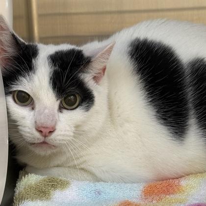 Enlarge Sugar, an adopted Domestic Short Hair in Lansing, MI image 3/3