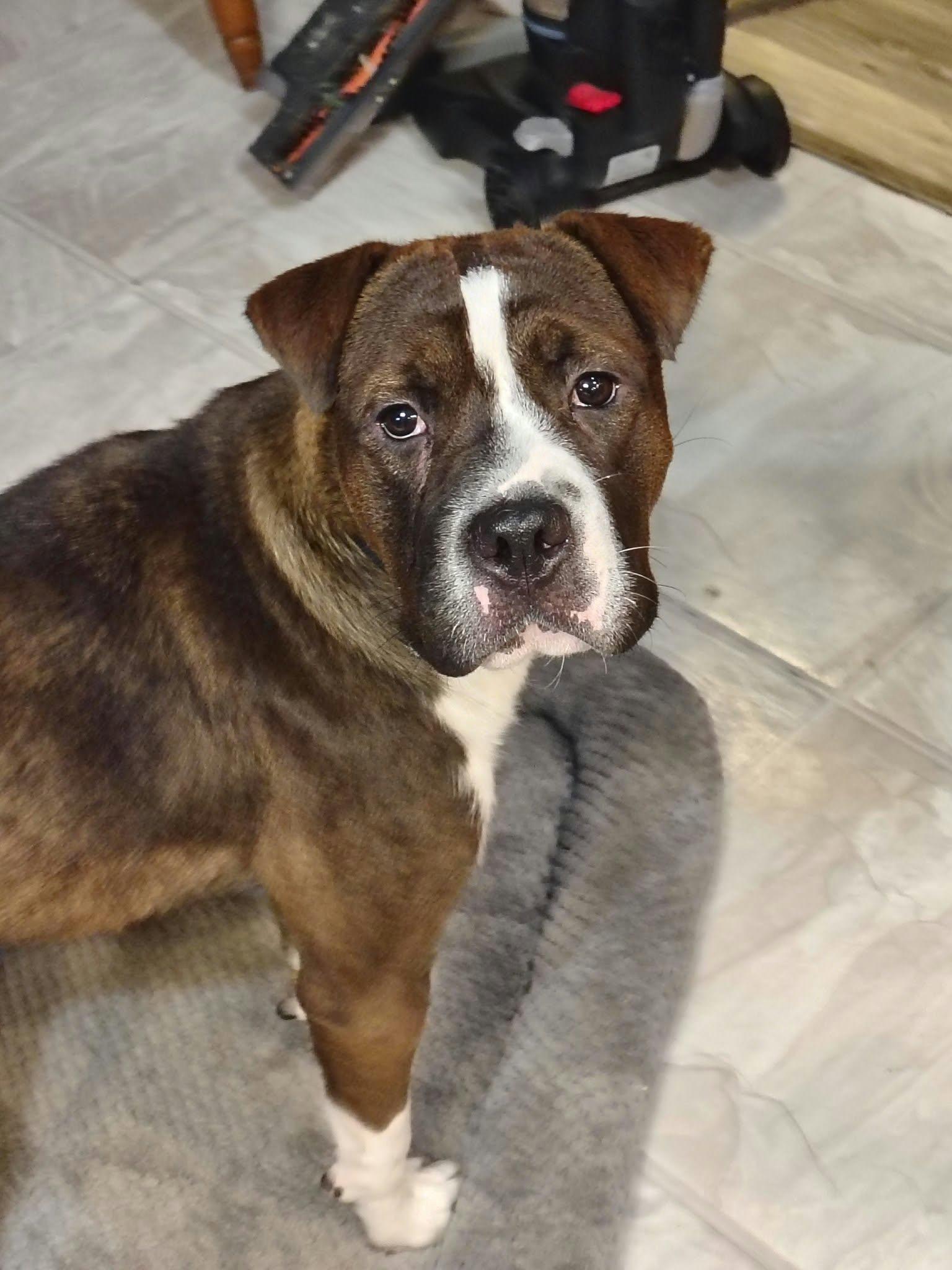 Enlarge Freya, a Adoptable mixed breed in Overland Park, KS image 1/6