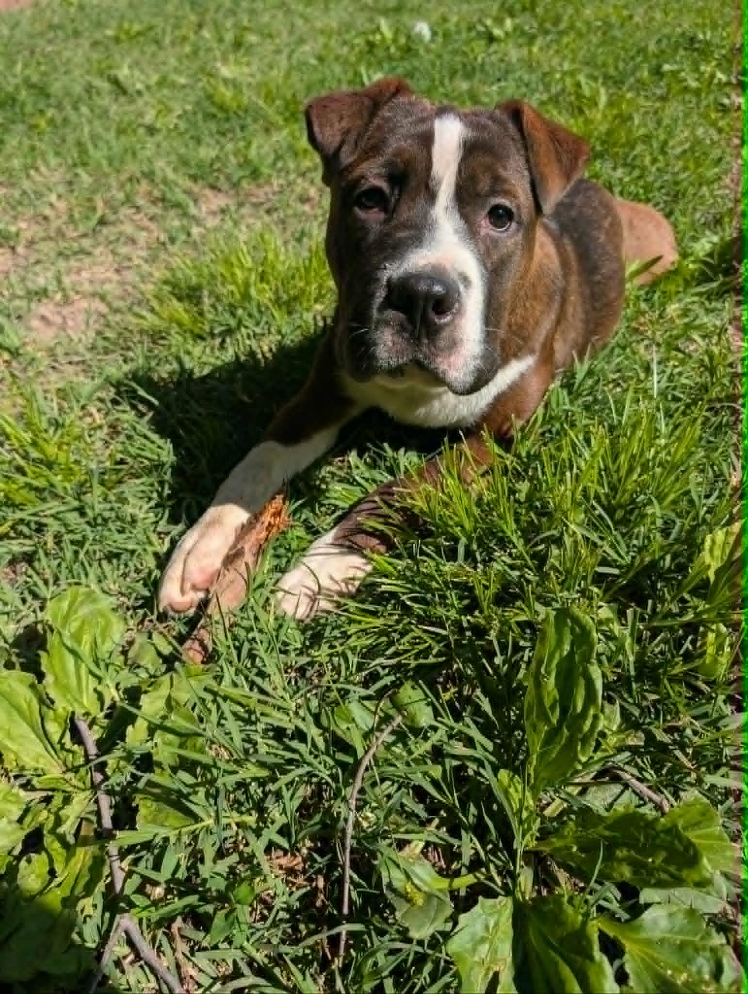 Enlarge Freya, a ADOPTABLE mixed breed in Overland Park, KS image 2/6