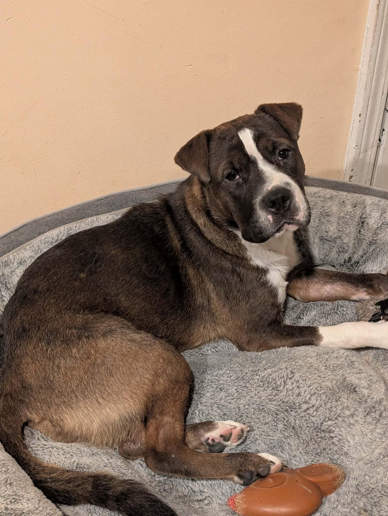 Freya, ADOPTABLE, Puppy Female Boxer & Pit Bull Terrier.