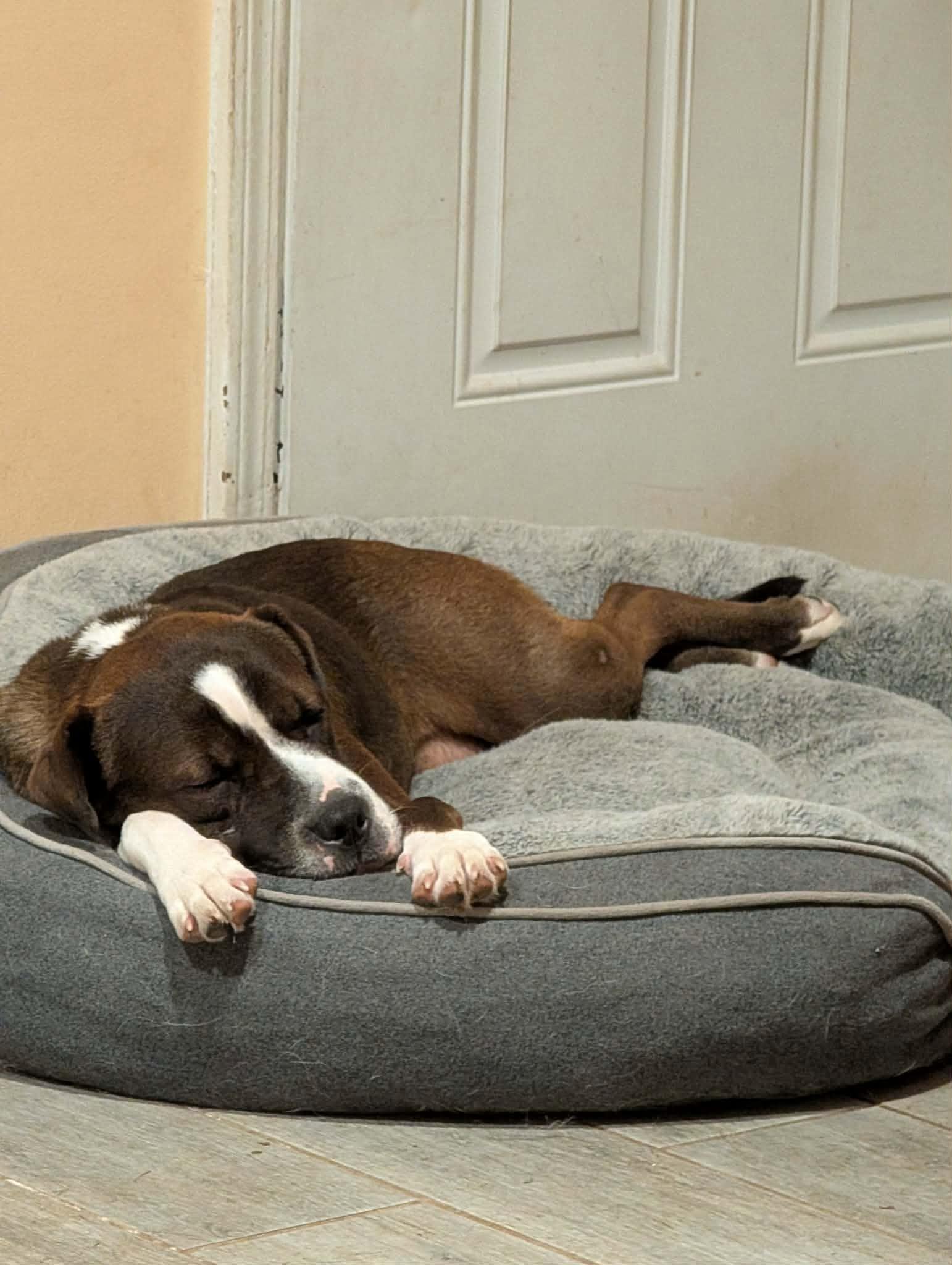 Enlarge Freya, a Adoptable mixed breed in Overland Park, KS image 2/6