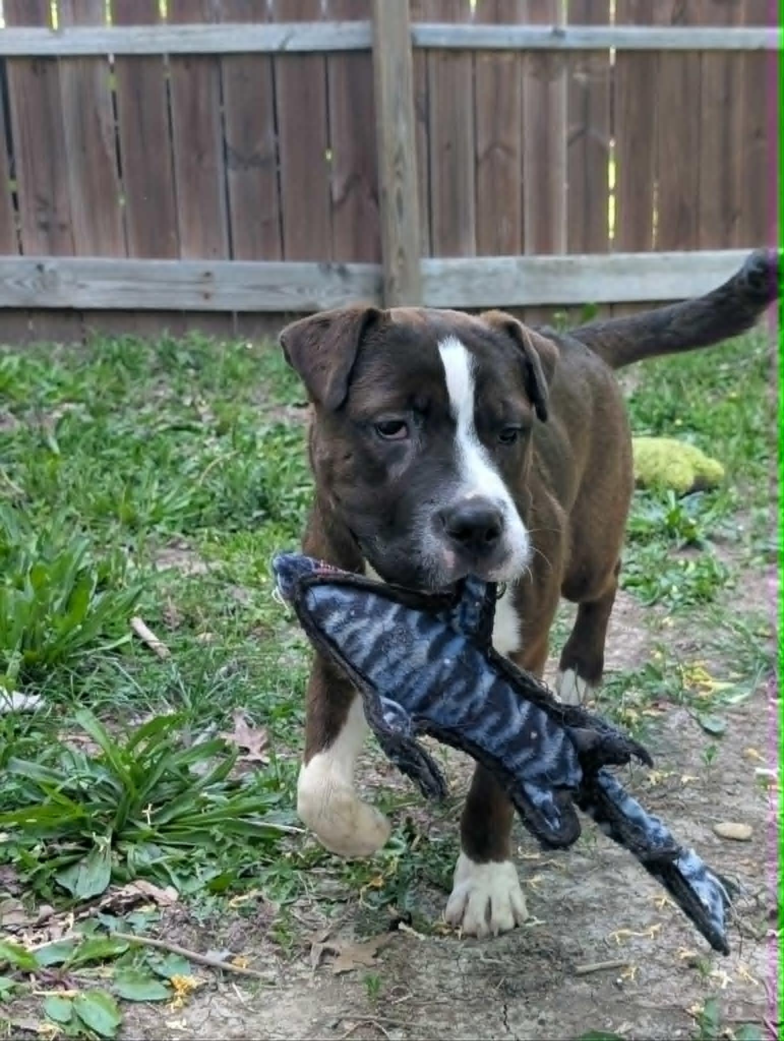 Enlarge Freya, a ADOPTABLE mixed breed in Overland Park, KS image 3/6
