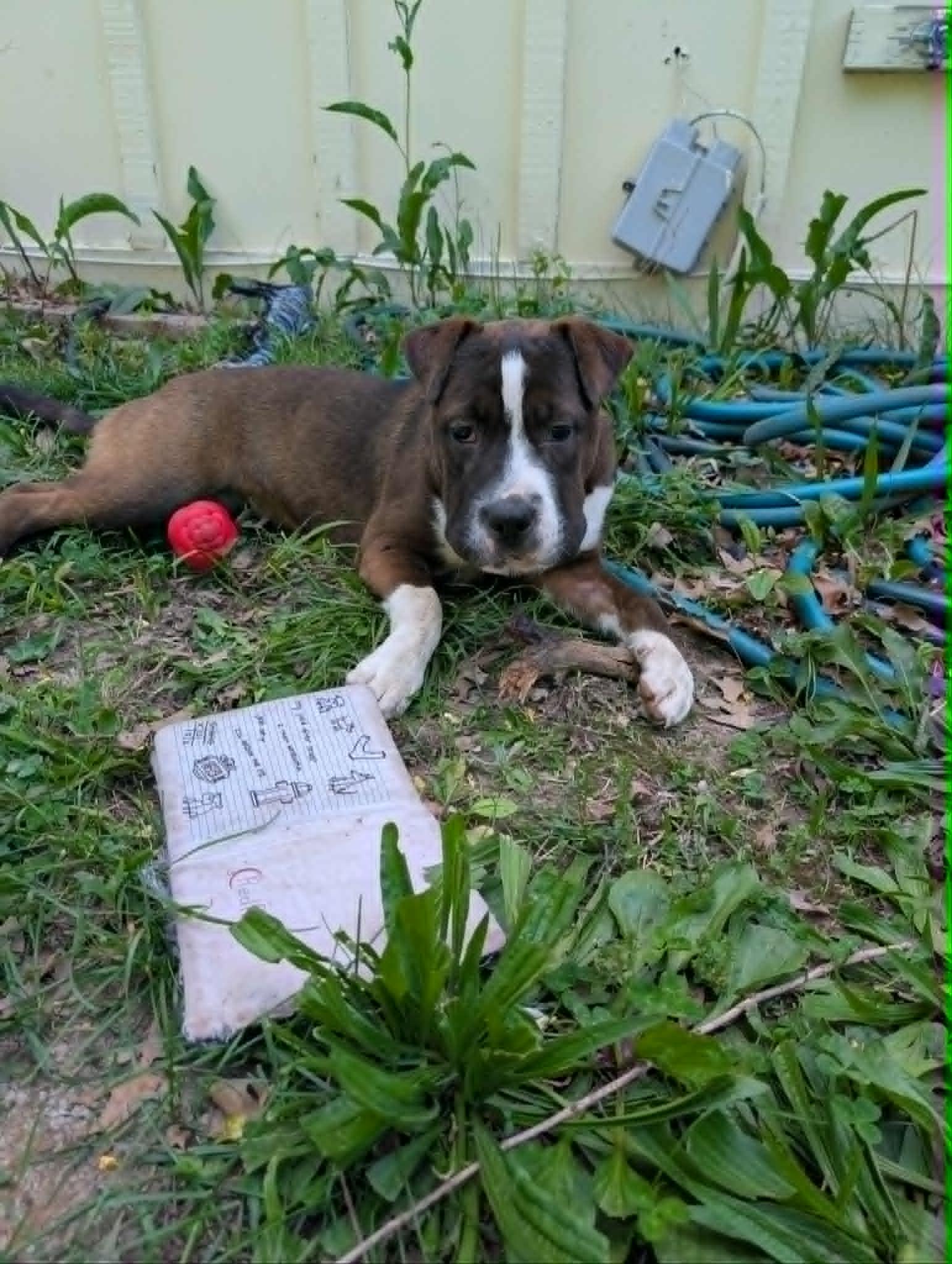 Enlarge Freya, a ADOPTABLE mixed breed in Overland Park, KS image 4/6