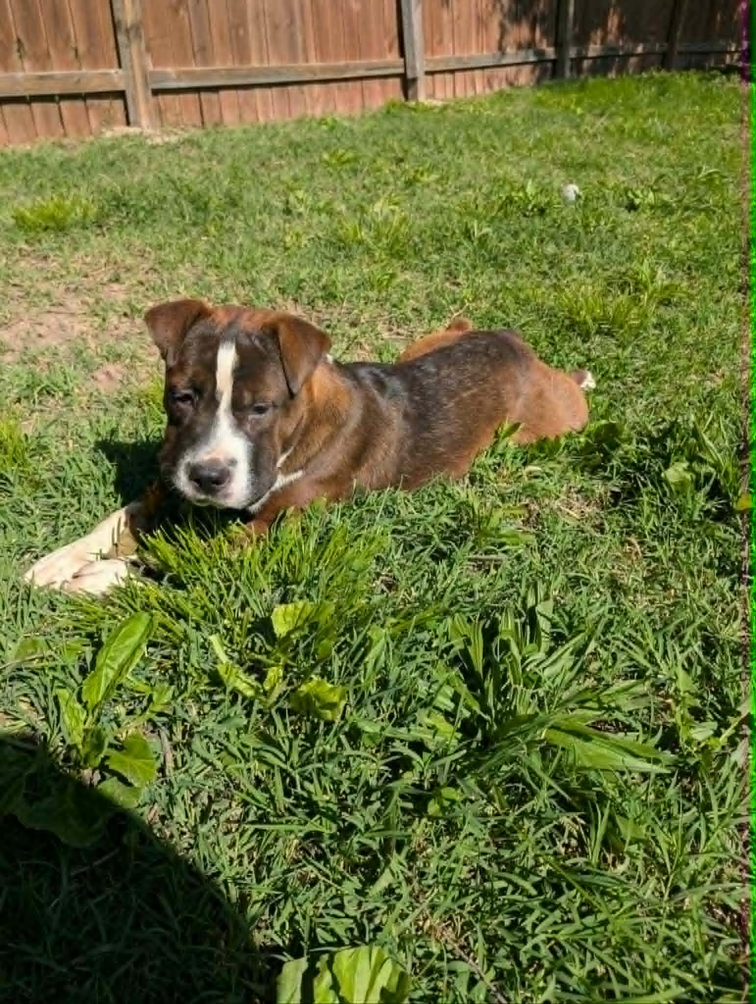 Enlarge Freya, a ADOPTABLE mixed breed in Overland Park, KS image 5/6