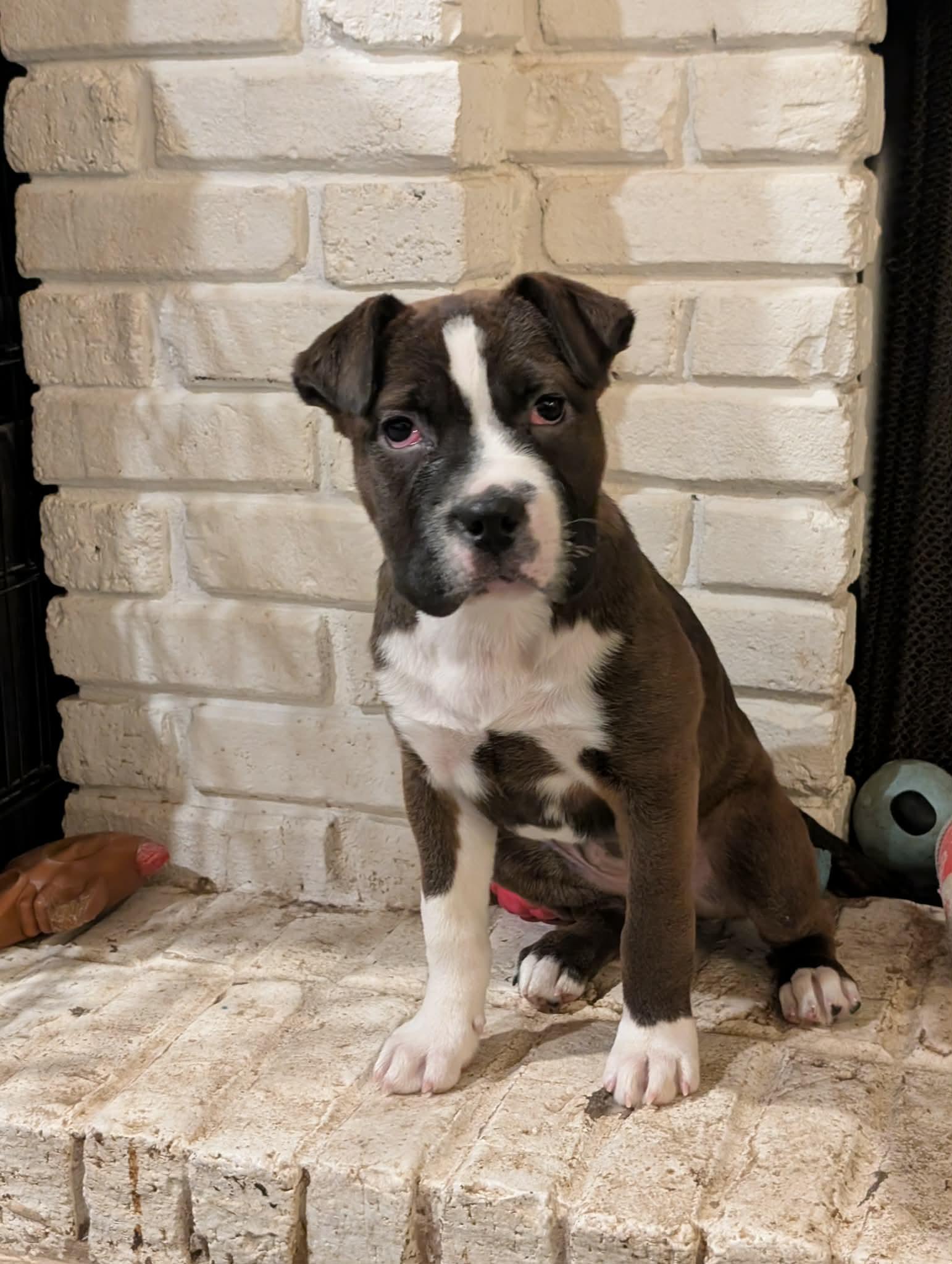 Enlarge Freya, a ADOPTABLE mixed breed in Overland Park, KS image 1/6