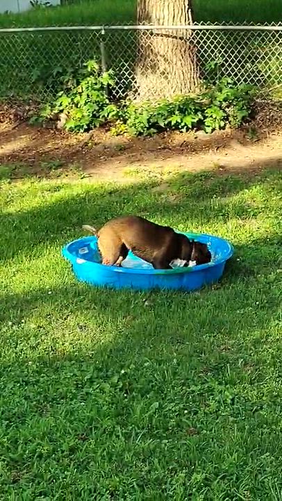 Enlarge Freya, a ADOPTABLE mixed breed in Overland Park, KS video 6/6