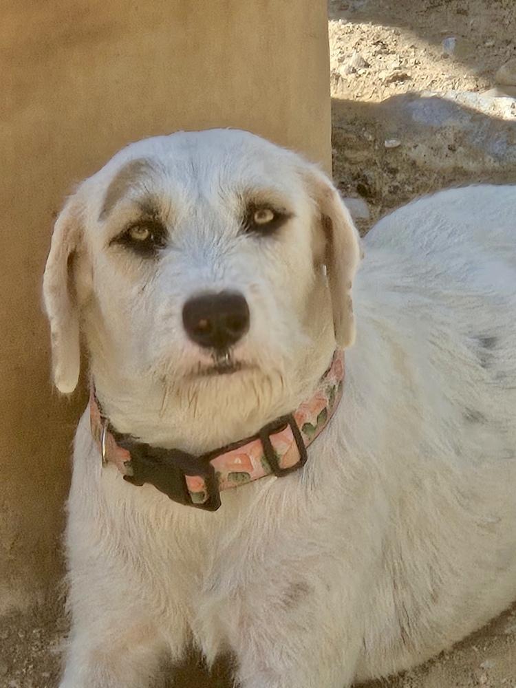 Poppi, a Adoptable mixed breed in TUCSON, AZ image 2/4