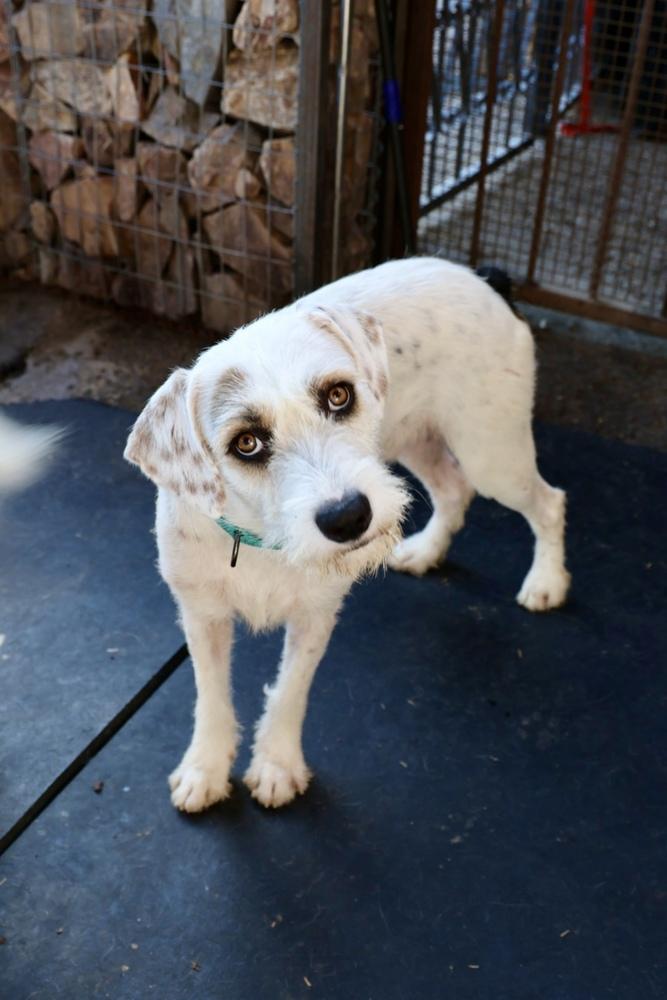 Poppi, a Adoptable mixed breed in TUCSON, AZ image 3/4