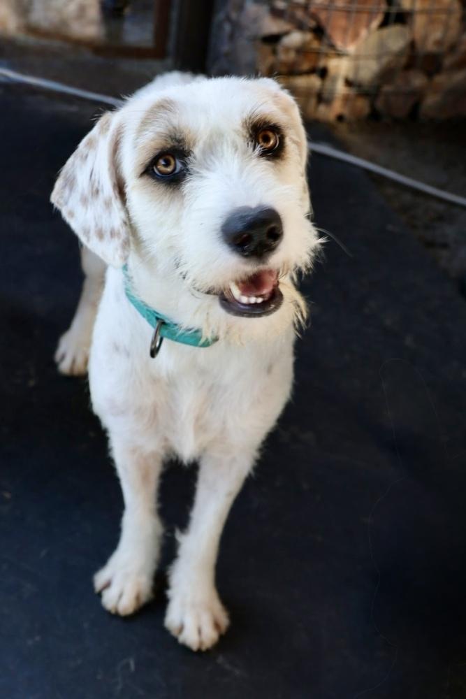 Poppi, a Adoptable mixed breed in TUCSON, AZ image 4/4