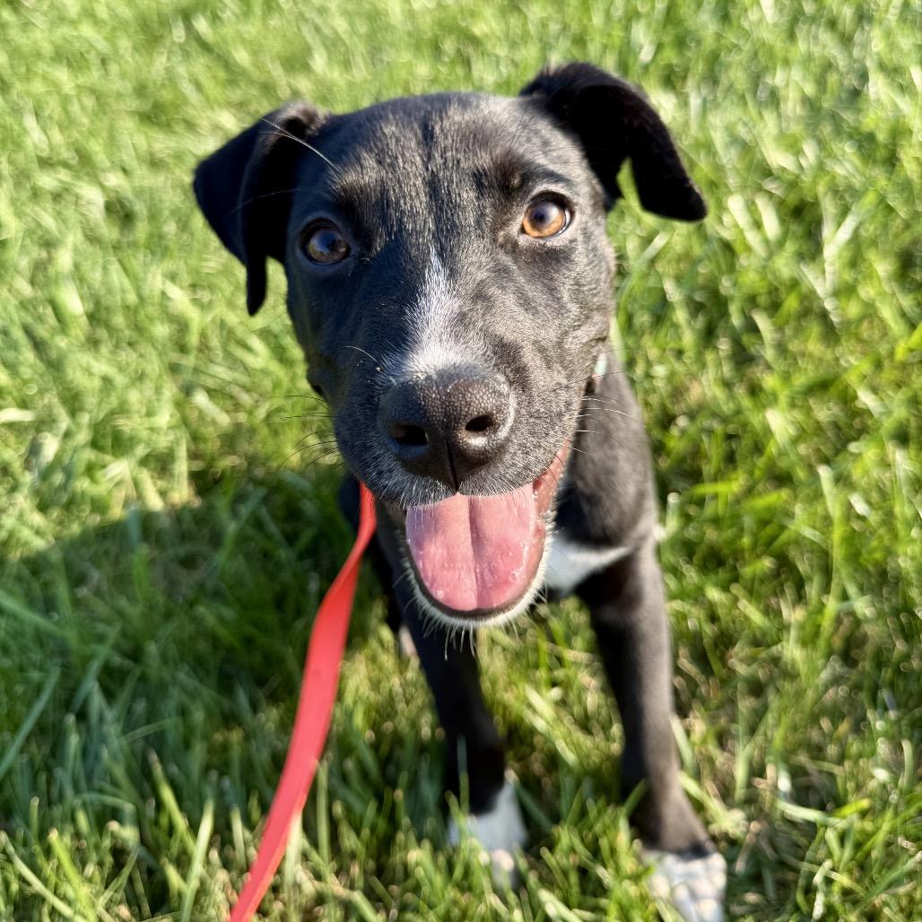 Luna, a Adoptable mixed breed in Valparaiso, IN image 1/2