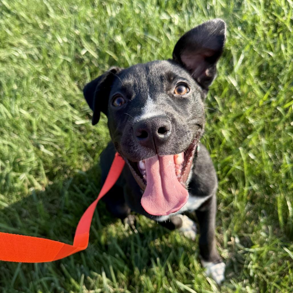 Luna, a Adoptable mixed breed in Valparaiso, IN image 2/2