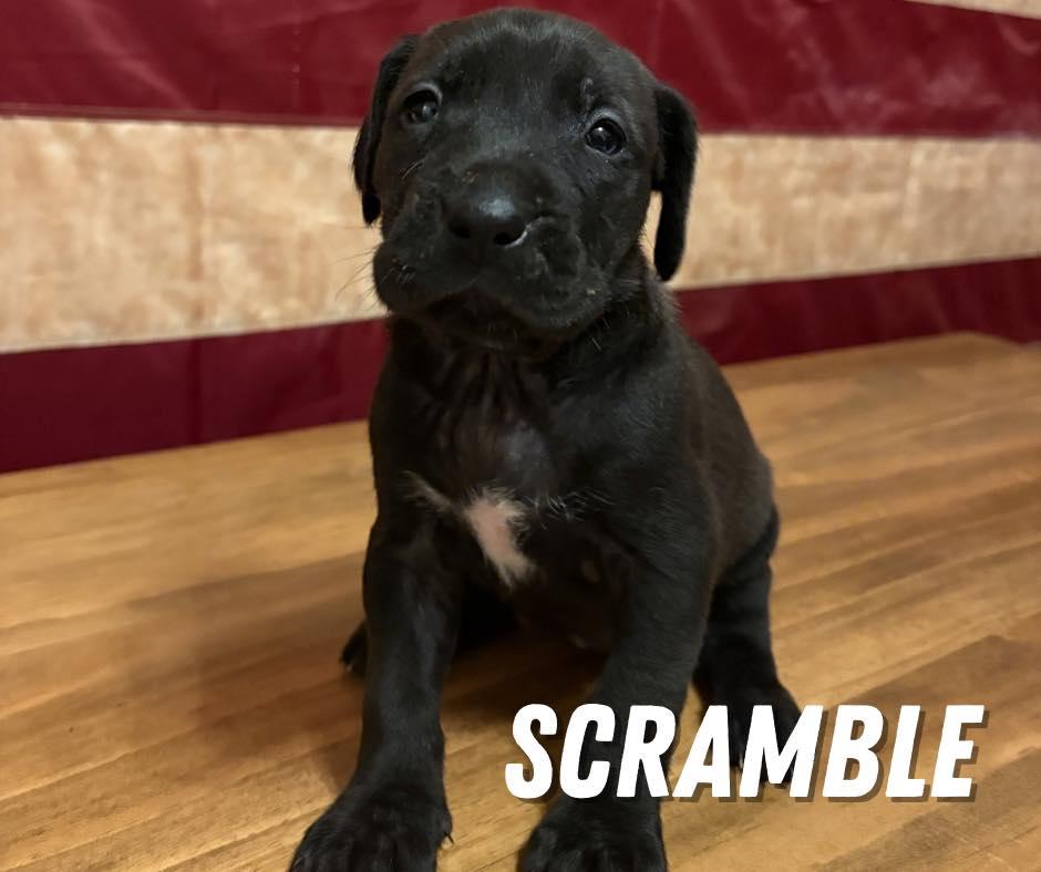 Scramble, ADOPTABLE, Puppy Female Mixed Breed.