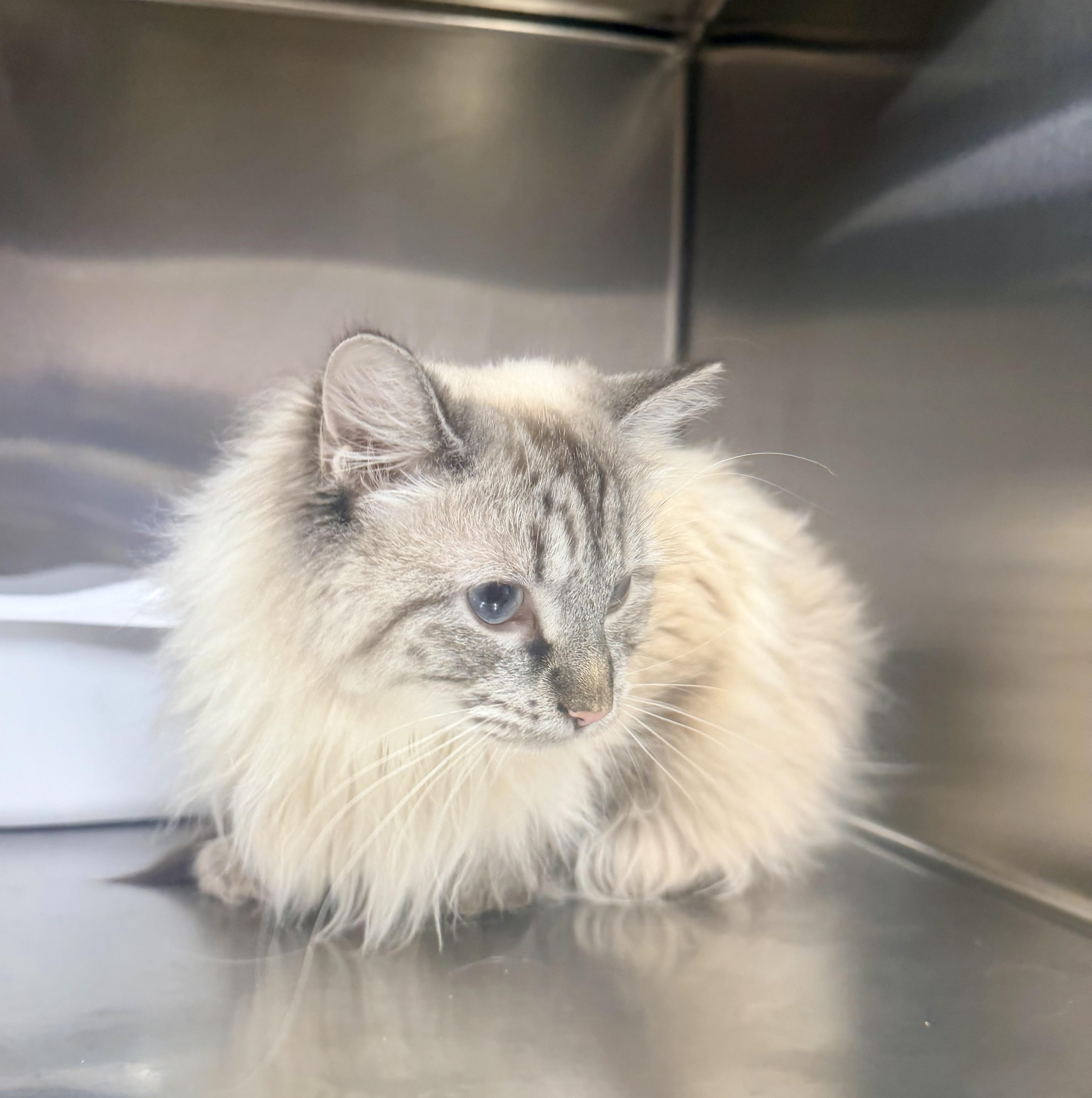 Enlarge Opal, a Adopted Himalayan in Petersburg, VA image 2/2