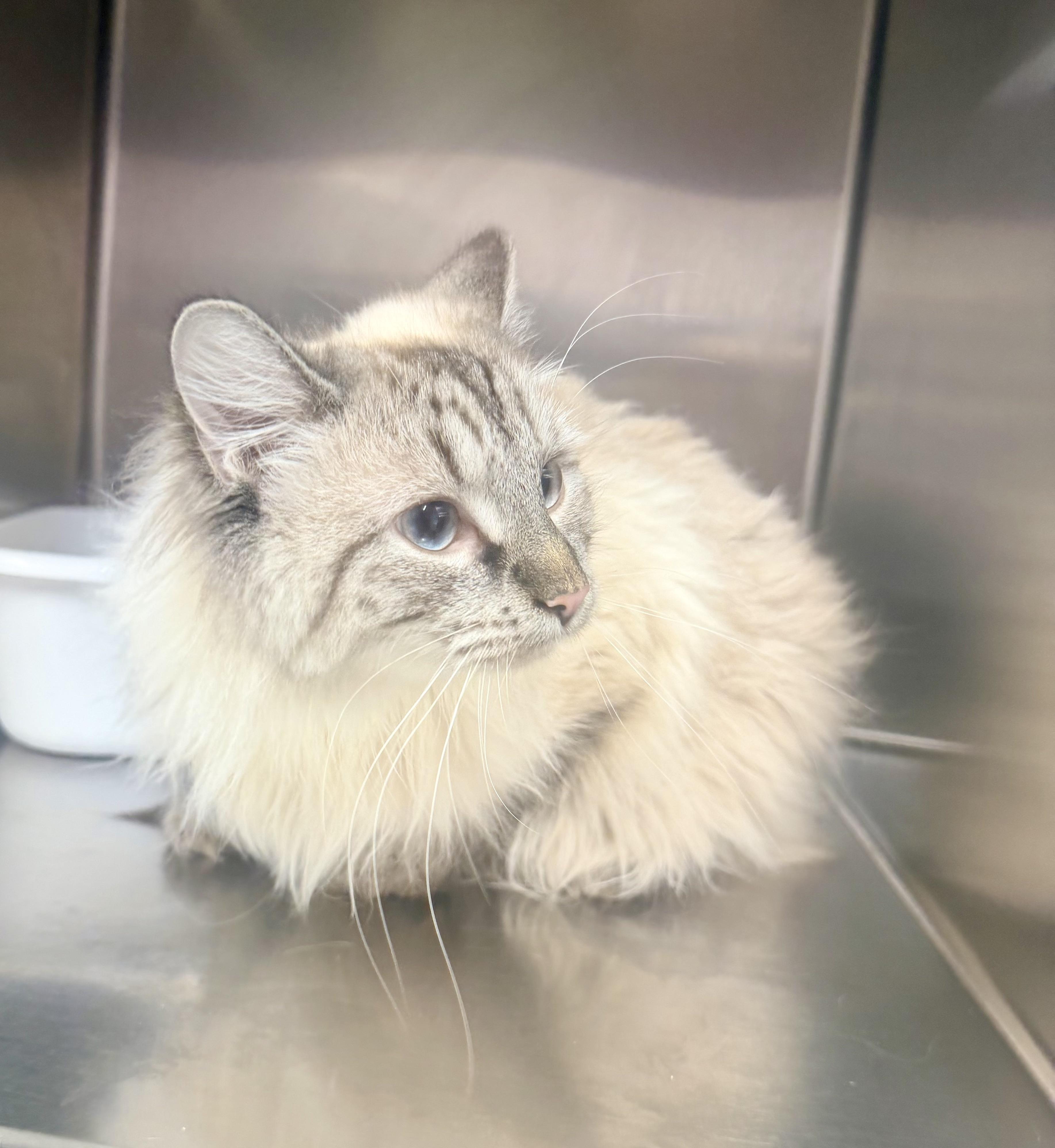 Opal, Adopted, Adult Female Himalayan.