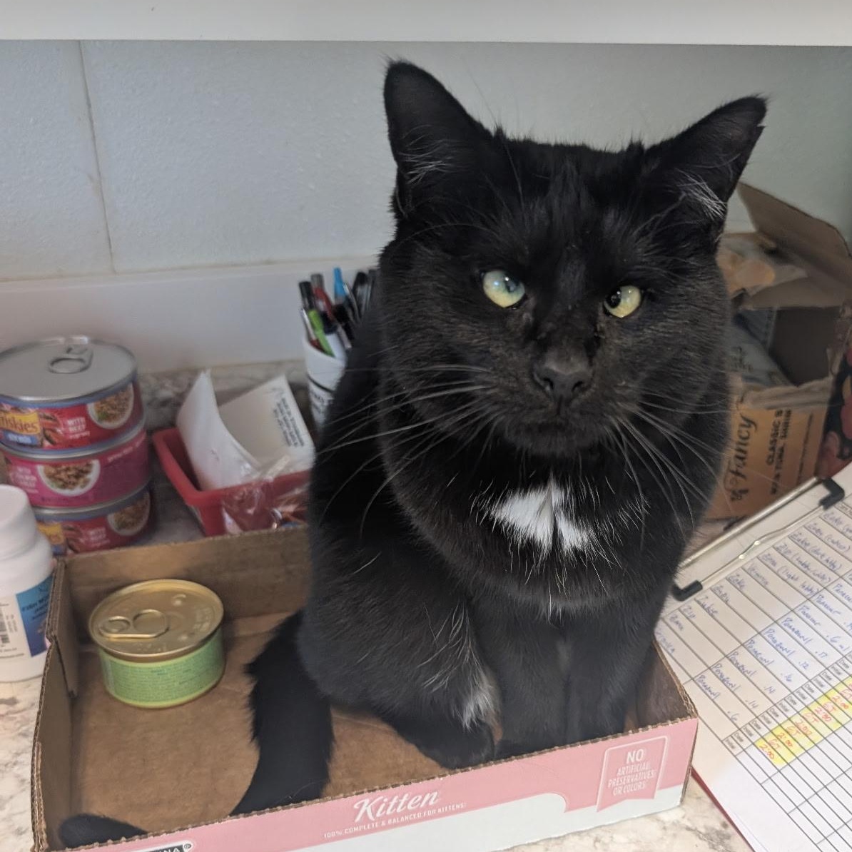 Enlarge Raven, an adoptable Domestic Short Hair in Waynesville, NC image 3/5