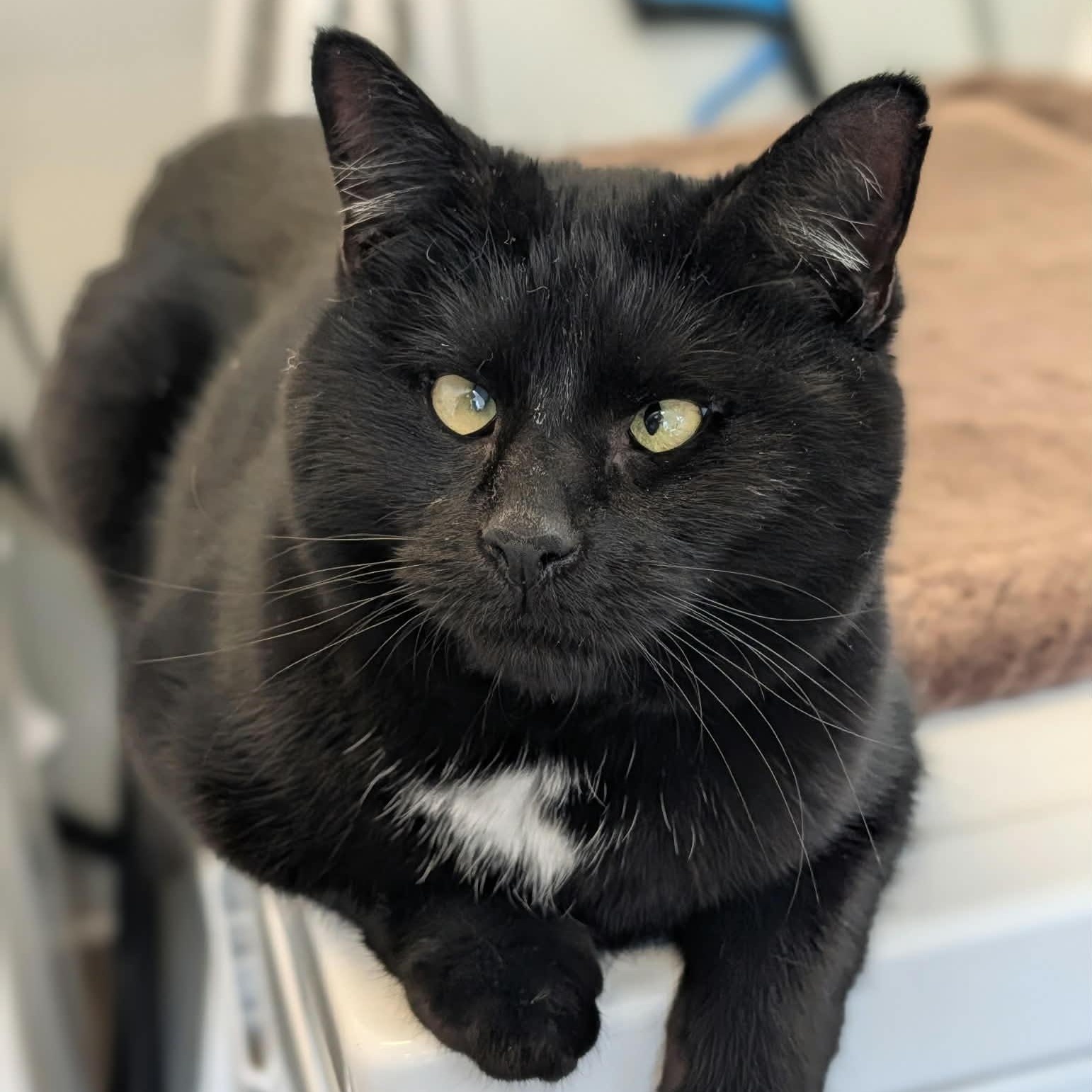 Enlarge Raven, an adoptable Domestic Short Hair in Waynesville, NC image 1/5