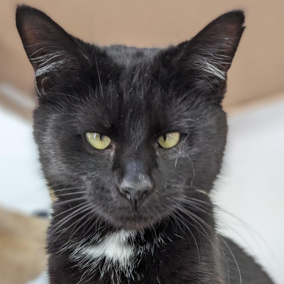 Enlarge Raven, an adoptable Domestic Short Hair in Waynesville, NC image 4/5