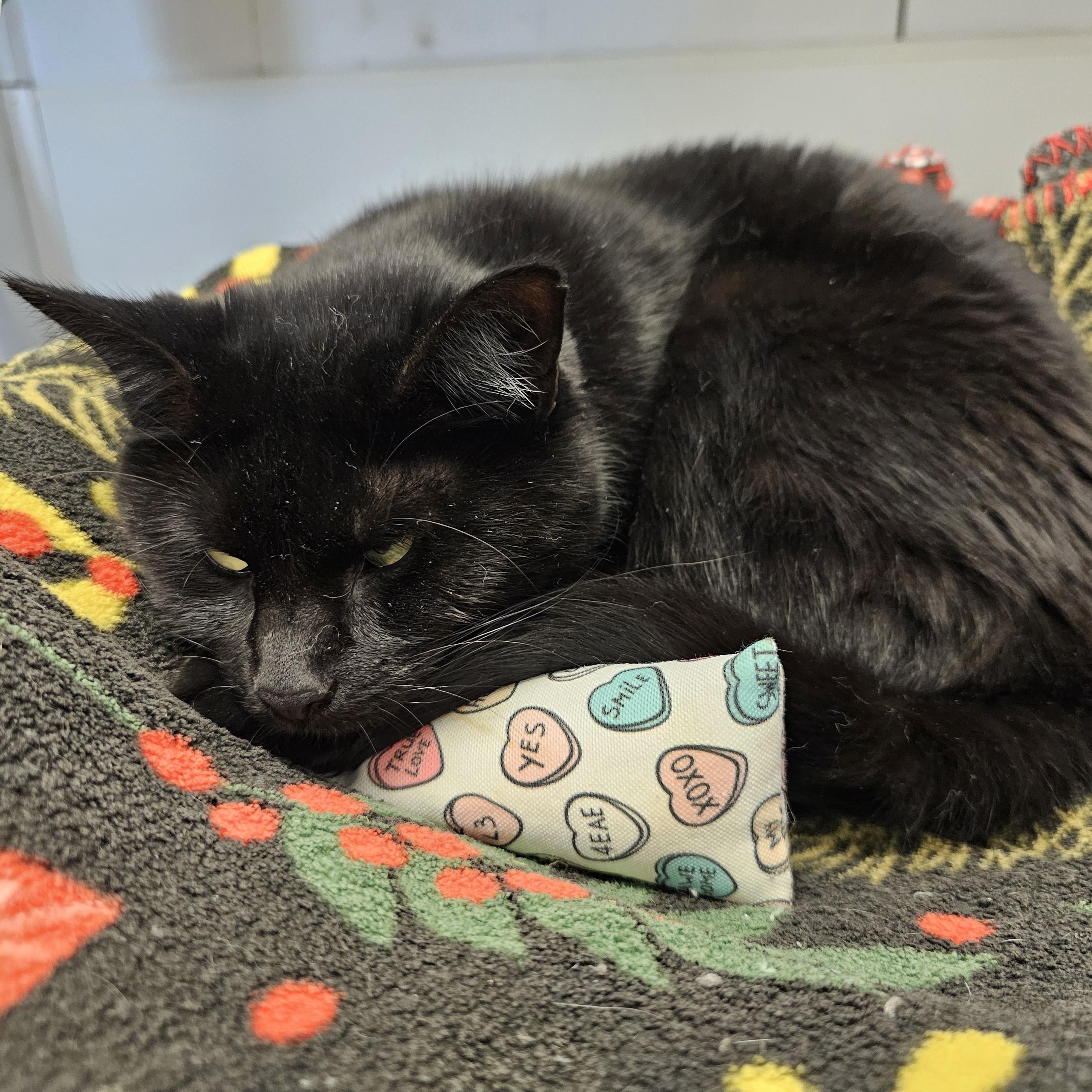 Enlarge Raven, an adoptable Domestic Short Hair in Waynesville, NC image 5/5