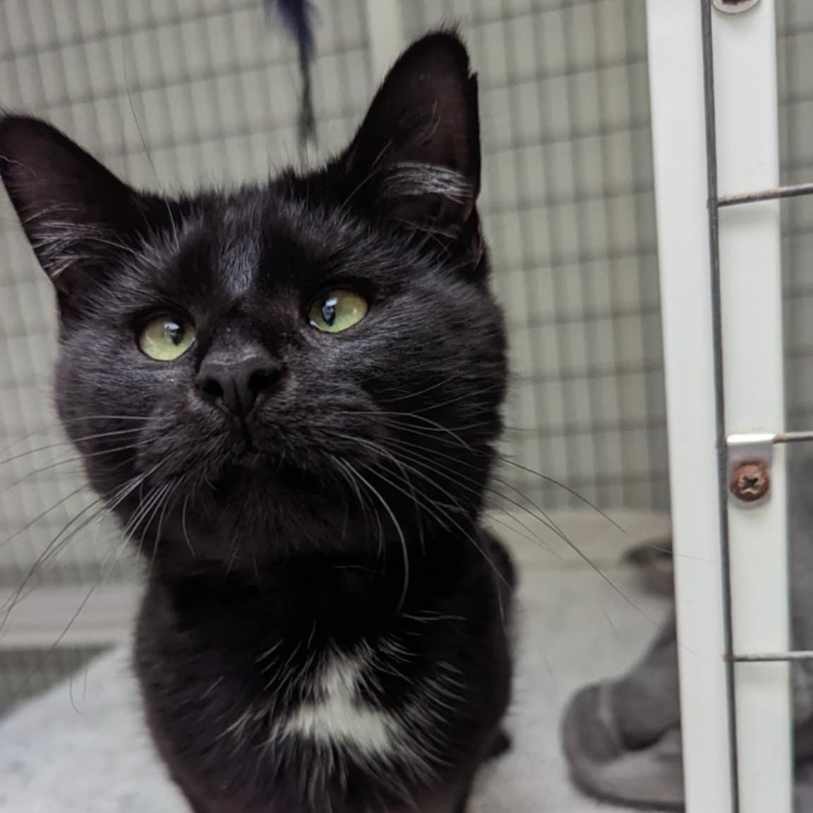 Enlarge Raven, an adoptable Domestic Short Hair in Waynesville, NC image 2/5