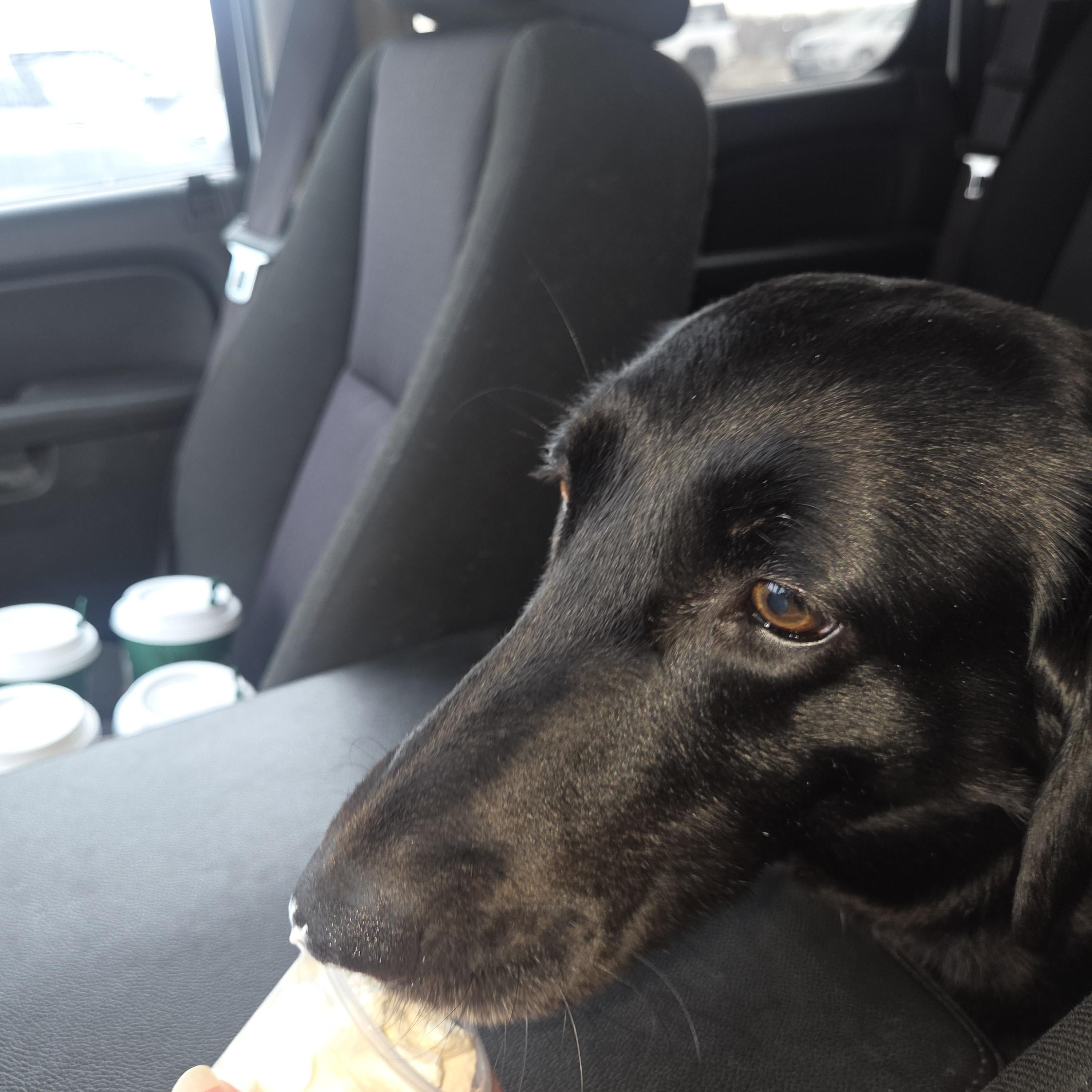 Enlarge Millie, a ADOPTABLE mixed breed in West Branch, MI image 1/3