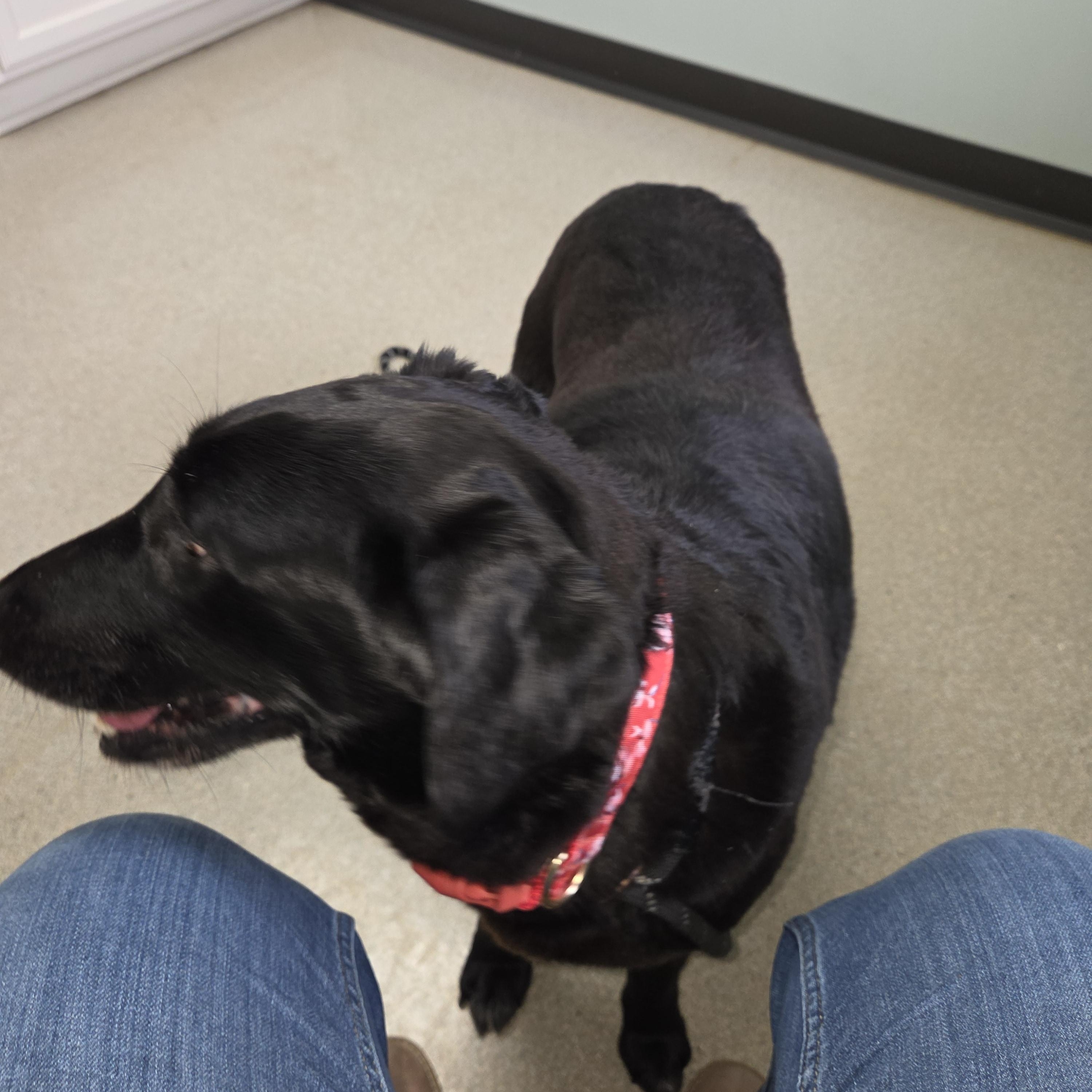 Enlarge Millie, a ADOPTABLE mixed breed in West Branch, MI image 3/3