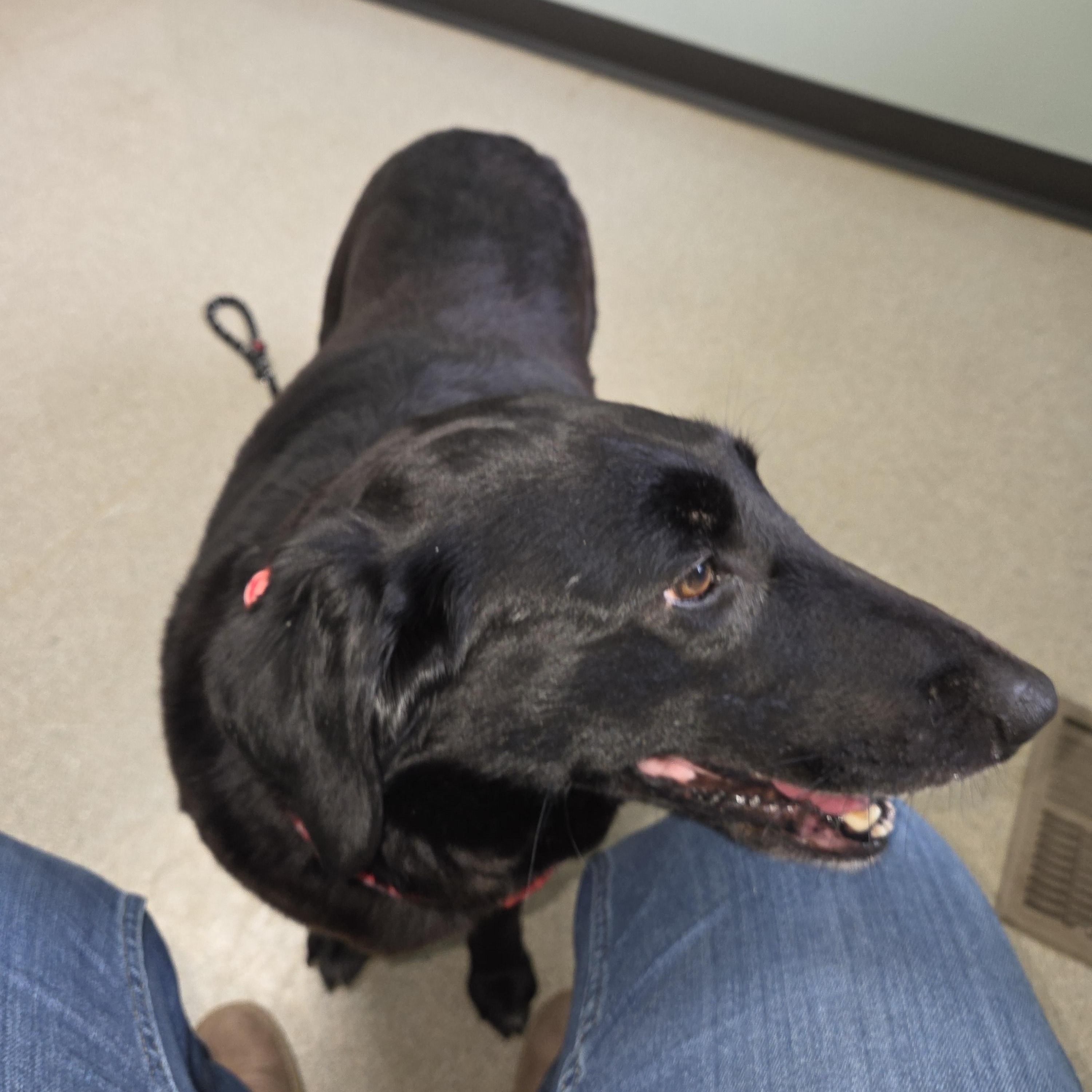 Enlarge Millie, a ADOPTABLE mixed breed in West Branch, MI image 2/3