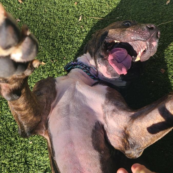 Dobby, a Adoptable Pit Bull Terrier in Bloomfield, NJ image 5/6