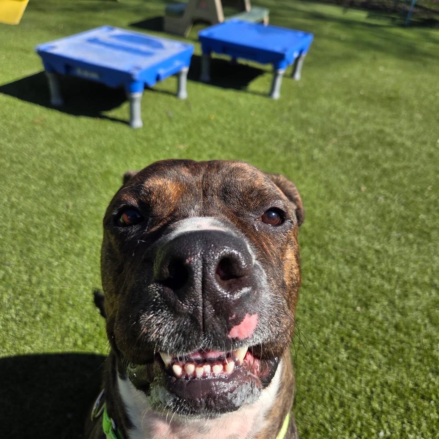 Enlarge Dobby, a Adoptable mixed breed in Bloomfield, NJ image 4/6