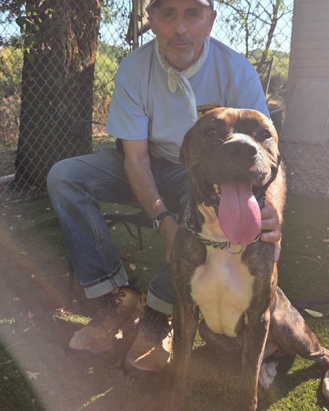 Dobby, a Adoptable Pit Bull Terrier in Bloomfield, NJ image 6/6