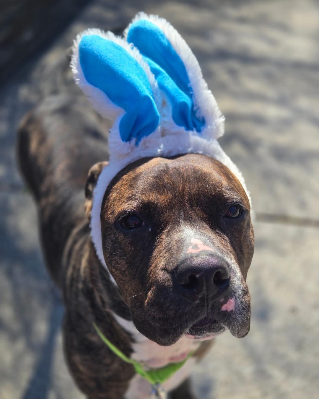 Dobby, Adoptable, Adult Male Pit Bull Terrier & Boxer.
