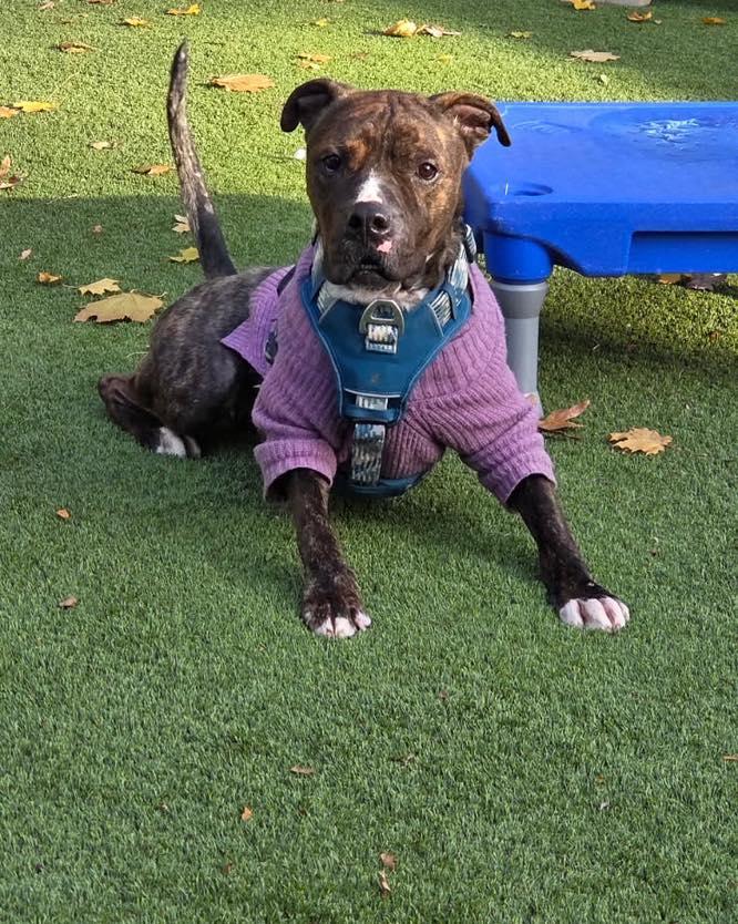 Dobby, a Adoptable Pit Bull Terrier in Bloomfield, NJ image 2/6