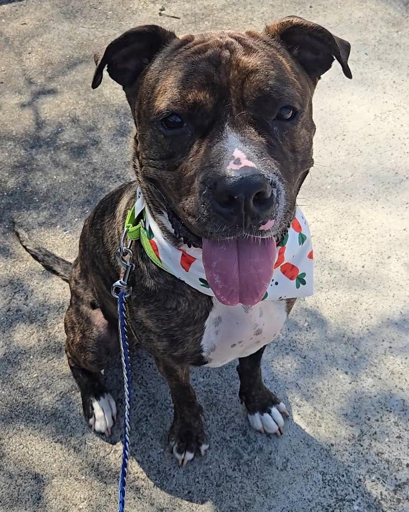 Enlarge Dobby, a Adoptable mixed breed in Bloomfield, NJ image 2/6
