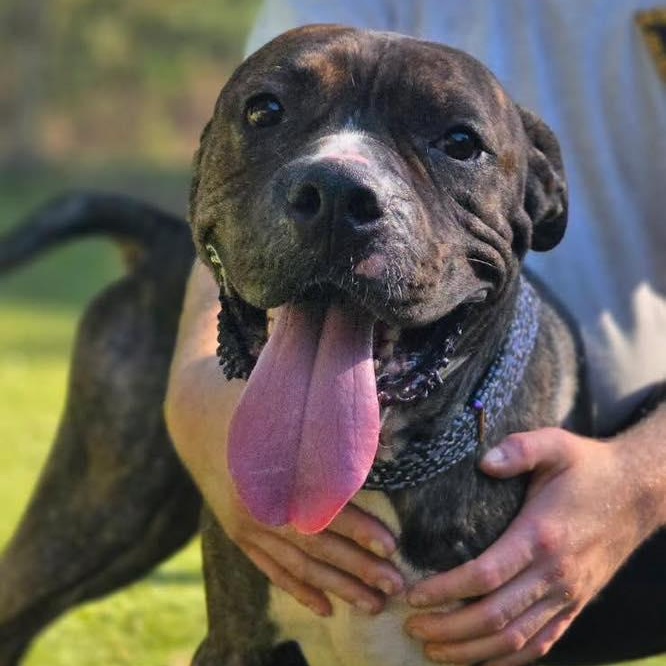 Dobby, Adoptable, Adult Male Pit Bull Terrier.