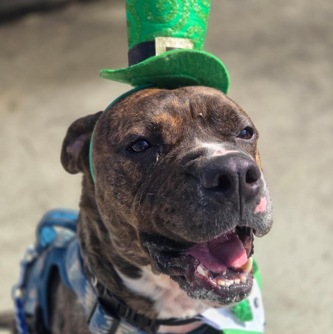 Dobby, Adoptable, Adult Male Pit Bull Terrier & Boxer.