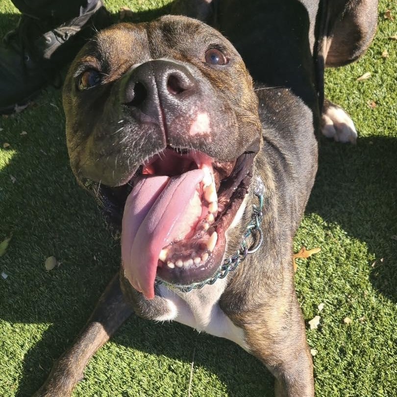 Dobby, a Adoptable Pit Bull Terrier in Bloomfield, NJ image 4/6