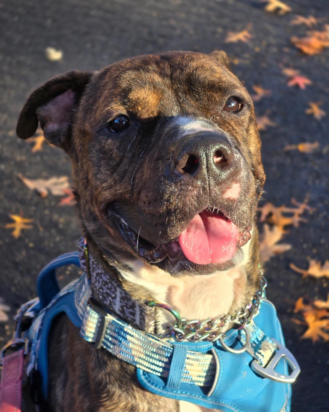 Dobby, a Adoptable Pit Bull Terrier in Bloomfield, NJ image 3/6