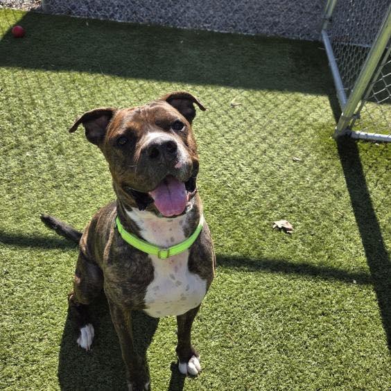 Enlarge Dobby, a Adoptable mixed breed in Bloomfield, NJ image 2/6