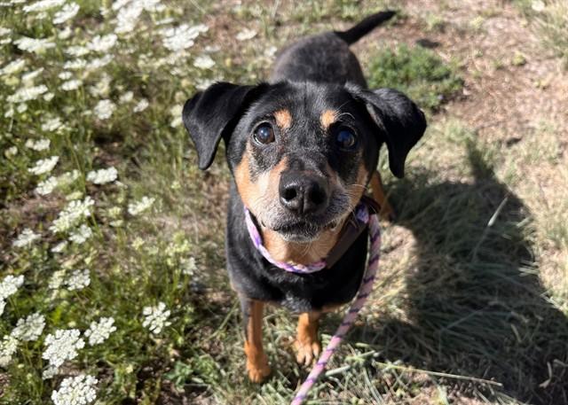 Enlarge BIDWELL, a Adoptable mixed breed in Colorado Springs, CO image 1/1