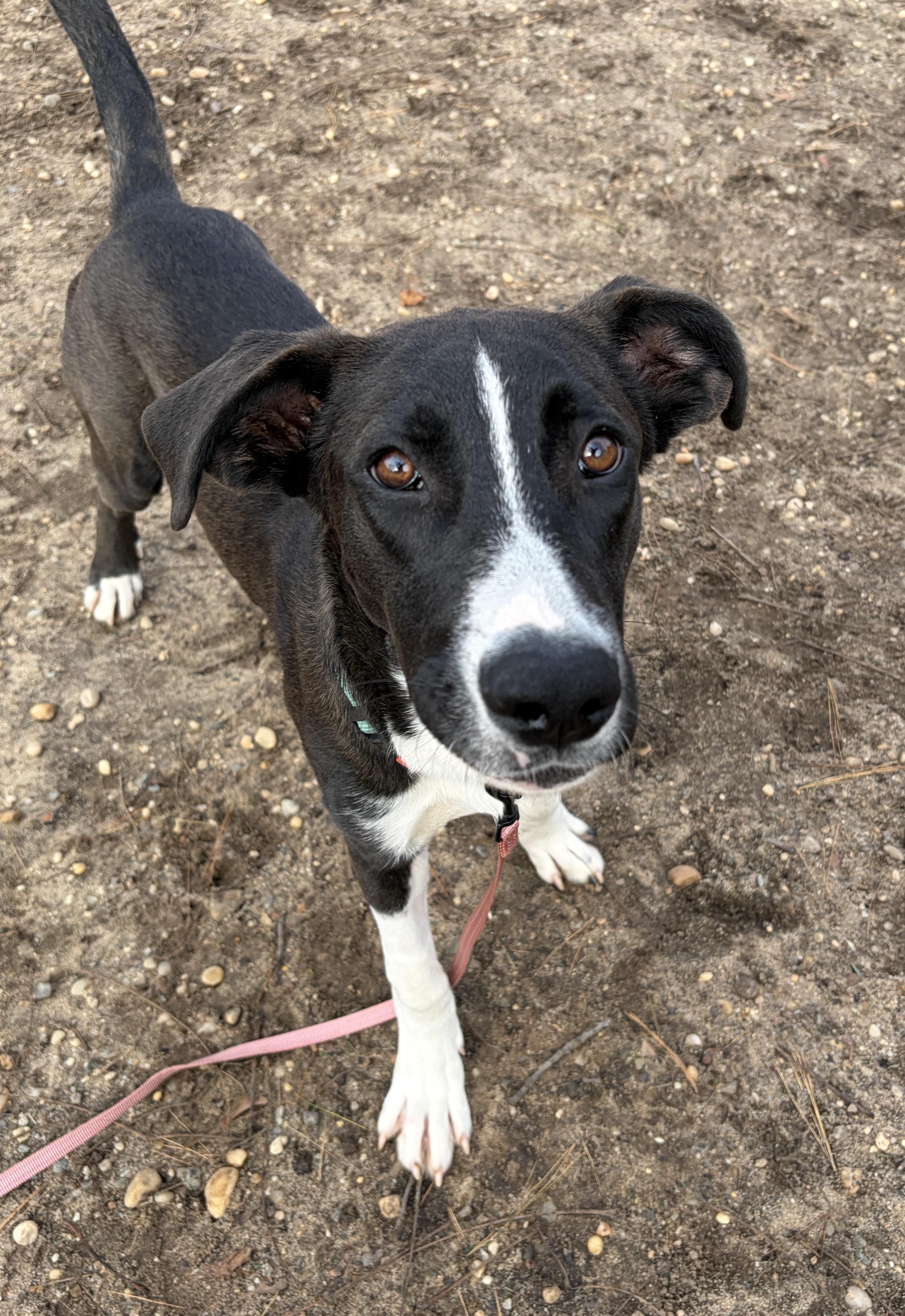Enlarge Luke, a Adoptable mixed breed in Lindenhurst, NY image 1/4