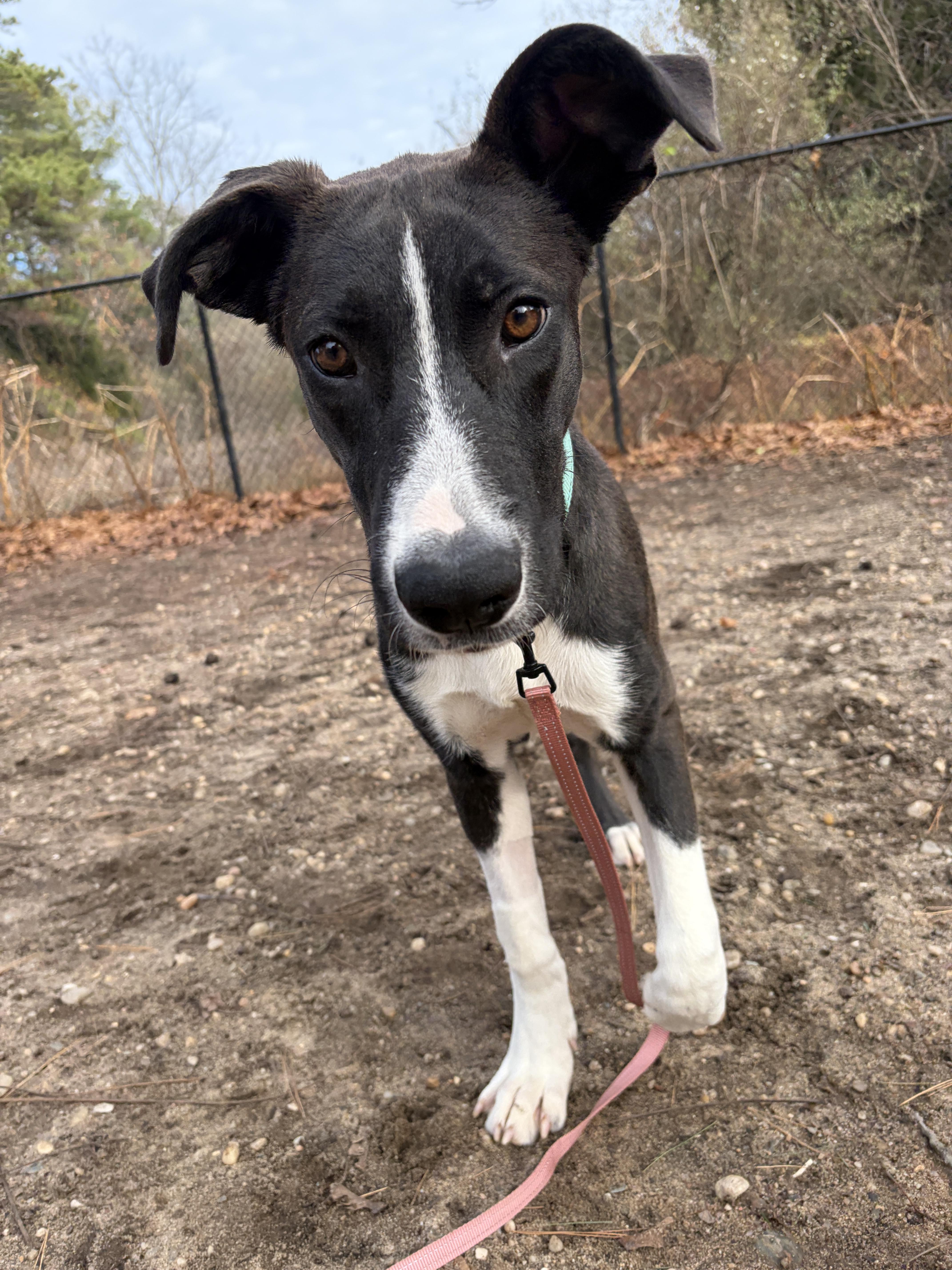Enlarge Luke, a Adoptable mixed breed in Lindenhurst, NY image 2/4