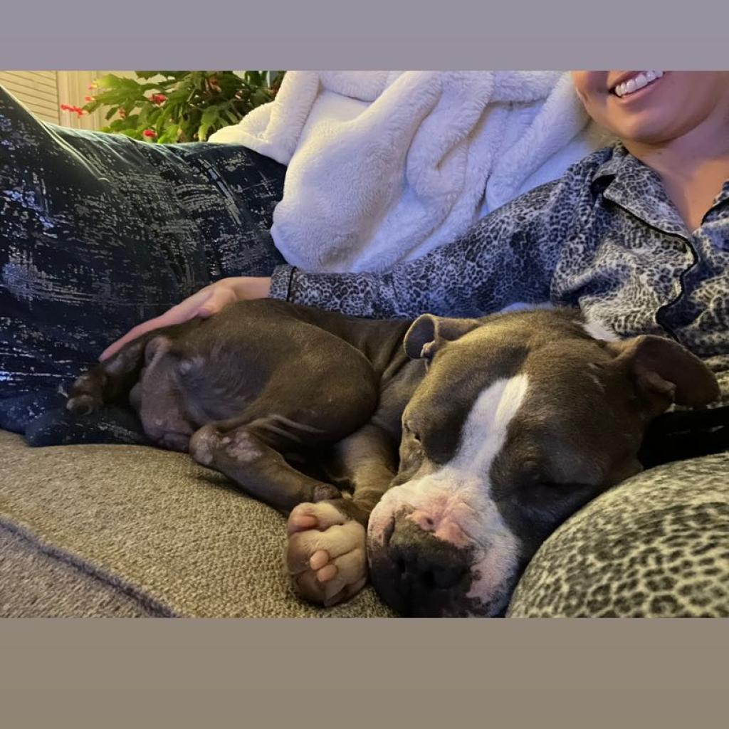 Celene, Adoptable, Adult Female Pit Bull Terrier.